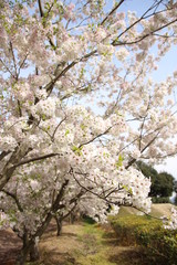 Fototapeta premium サクラ