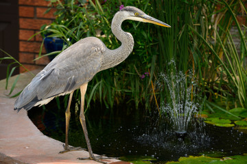 Great Blue Heron hunting fish at a decorative pond at the front of a house