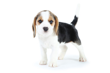 Beagle puppy dog isolated on white background