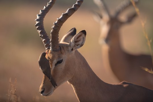 Closeup shot of a bird standing on a gazelle face