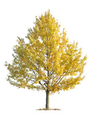 Oak tree (Quercus robur) in autumn yellow leaf isolated on a white background. orange autumn tree isolated on white. 