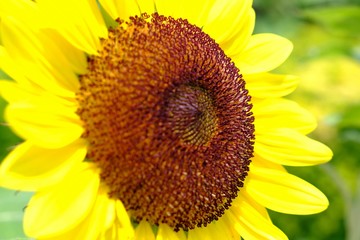 Bright yellow beautiful sunflower with a brown-orange core. Focus on the right part of it, and the left is blurred.