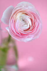 Fototapeta na wymiar beautiful delicate pink rose ranunculus in a vase. Card. Close up.