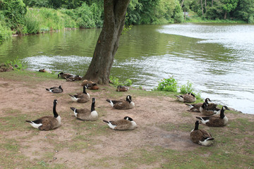 Fototapeta premium Kanadagänse am See
