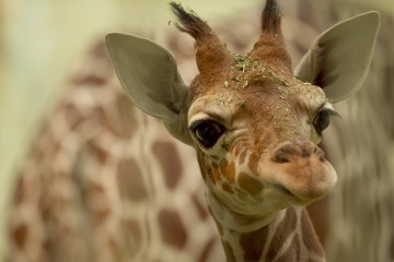 Closeup shot of a baby giraffe © Ozkan Ozmen/Wirestock