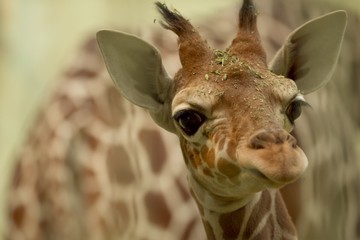 Closeup shot of a baby giraffe