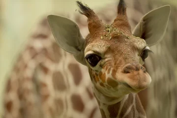 Gordijnen Closeup shot of a baby giraffe © Ozkan Ozmen/Wirestock