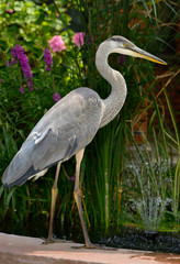 Still Great Blue Heron at pond edge hunting fish among plants at the front of a house