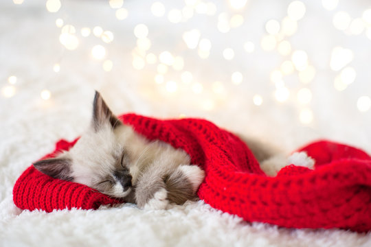 Kitten Sleep In Christmas Hat