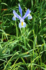 Naklejka premium 杜若