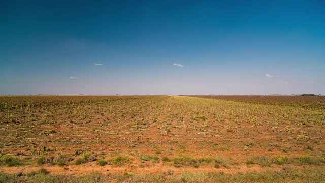 Daylight Timelapse of harvester in sunflower field to harvest crops in autumn, South Africa, on bright sunny day, blue sky. Part 3 of 3