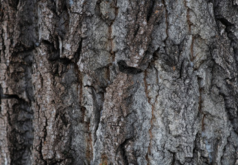 Brown wood bark texture as background image