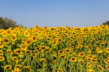 Beautiful sunflower field. Blossoming bright sunflower. Shinning sunflower background. Sunflower landscape 