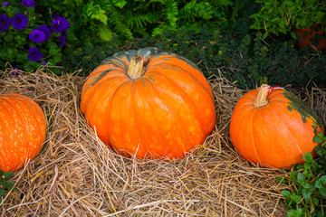 Obraz premium Pumpkins at straw background