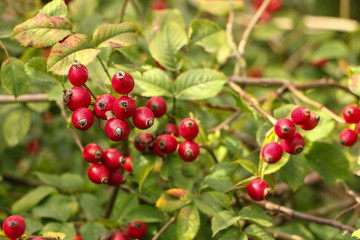 Rote Hagebutten am Strauch, Rosa canina