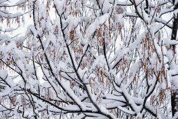 Winter scene. Beautiful winter trees in snow in city Park.