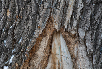 Brown wood bark texture as background image