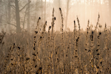 Rzeka Supraśl, Puszcza Knyszyńska, Grudniowy ciepły dzień, Ocieplenie klimatu