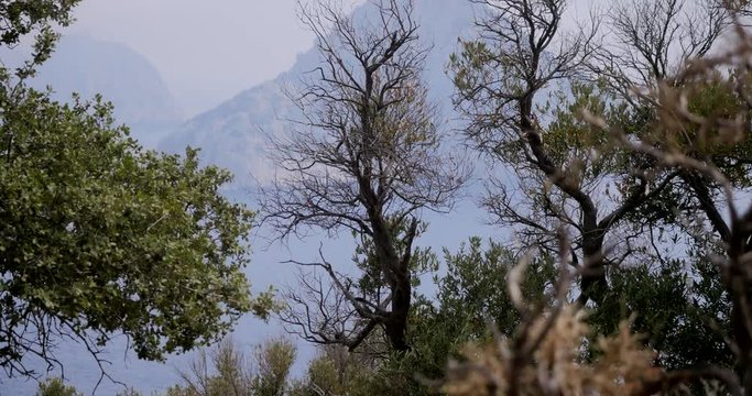 View to an unhabited islands through the trees in Gelidonya cape in Mediterranean sea, Antalya, Turkey. Windy weather.