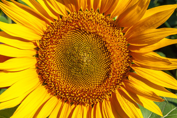 Close up view of the yellow sunflower.