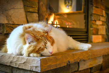 A long hair, orange and white Maine Coon cat sleeps on a hearth in front of a cozy gas fireplace...