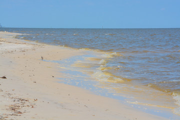 Driftwood on the Mississippi Gulf Coast. City of Long Beach, Gulf of Mexico, Florida USA
