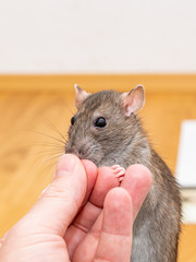 Brown pet rat eating buckwheat from the fingers of a man.