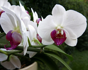 Fototapeta na wymiar rami bianchi fioriti di orchidea con lo sfondo verde di un rpato