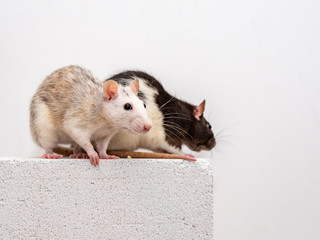 A white-grey and a black-white pet rat climbing onto a gas concrete block