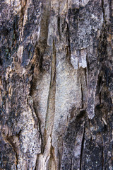 bark of a tree texture background pattern