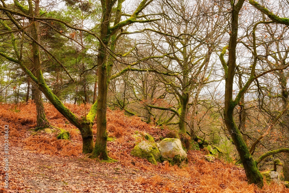 Canvas Prints Paysage d'automne en Forrêt