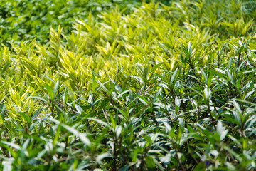 field of green leaves plants