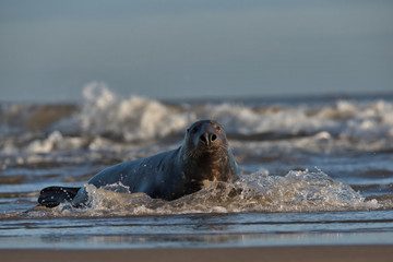 Halichoerus grypus, Grey seal at the seas edge