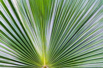 Obraz premium leaf of palm tree detail background