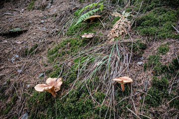 Romantic autumn landscape with wild mushrooms in the forest near the place Neumühle,Elster in Thuringia,Germany a beautiful hiking area with mountains and beautiful panoramas
