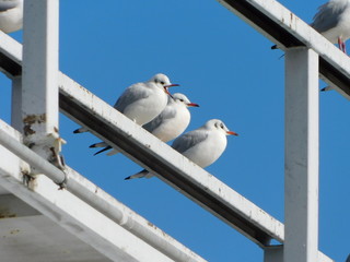 水管橋に並んで留まるユリカモメ