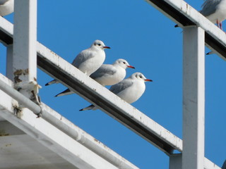 水管橋に並んで留まるユリカモメ