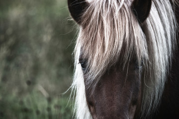 Close-up view of a horse on a meadow