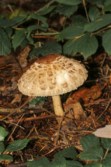 Parasolpilz, Riesenschirmling, Macrolepiota procera,
