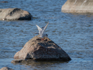 Fototapeta premium Sternes arctiques sur un rocher - Estonie