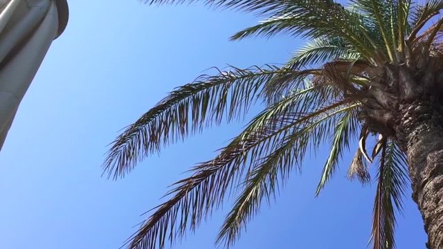 Palm Tree Moving in The Wind.  Leaf Palm Tree On Blue Sky