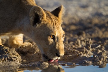 Beautiful view of a lioness drinking water from the lake