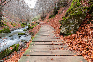 Photograph of the beech forest of Ciñera, Leon (Spain) known as Faedo, declared the best preserved forest in Spain in 2007. You can see the river that crosses the forest and and the wooden walk