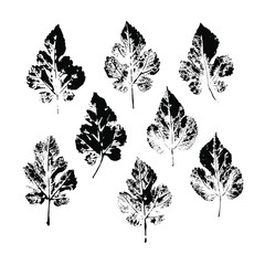 Imprints of leaves of  bushes. Set of isolated black silhouettes on a white background.