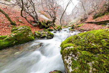 Photograph of the beech forest of Ciñera, Leon (Spain) known as Faedo, declared the best preserved forest in Spain in 2007. You can see the river that crosses the forest with a silk effect