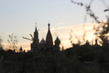 Several branches of plants in focus in the foreground and with a distinguishable silhouette of a large Russian church of red brick with a clock tower at sunset in the background