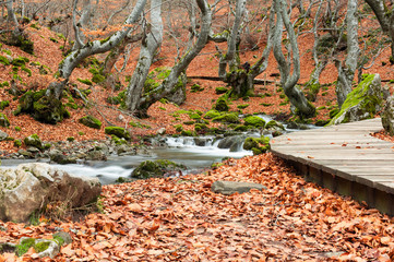 Photograph of the beech forest of Ciñera, Leon (Spain) known as Faedo, declared the best preserved...