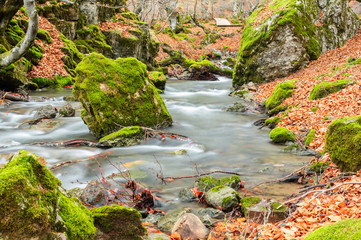Photograph of the beech forest of Ciñera, Leon (Spain) known as Faedo, declared the best preserved...