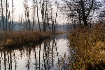 Rzeka Supraśl, Puszcza Knyszyńska, Grudniowy ciepły dzień, Ocieplenie klimatu