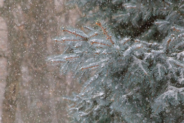 branches of fir tree at snow